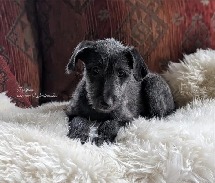 deerhound welpen/ puppies H Wurf von der Weidenvilla Glen von der Oelmühle x/ Dea My Love von der Weidenvilla